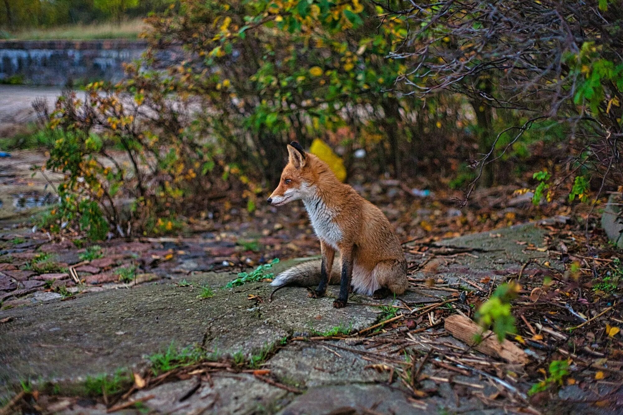 Those are foxes. Анадырская обыкновенная лисица. «Лиса в лесу». Лиса в дикой природе. Лисички в лесу.