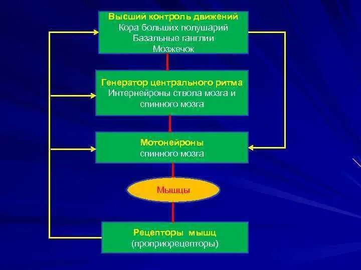 Контроль движения. Двигательный контроль движения. Моторный контроль движения. Высшие центры контроля движений. Контроль передвижений