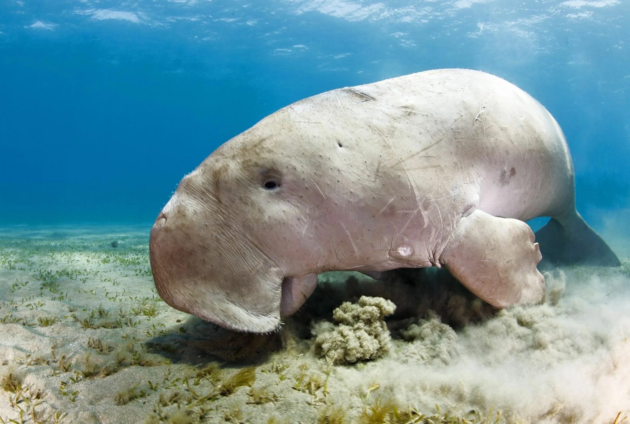 Морская корова 8 букв. Дюгонь морская корова. Ламантин и Дюгонь. Дюгонь тихий океан. Индийский океан обитатели Дюгонь.