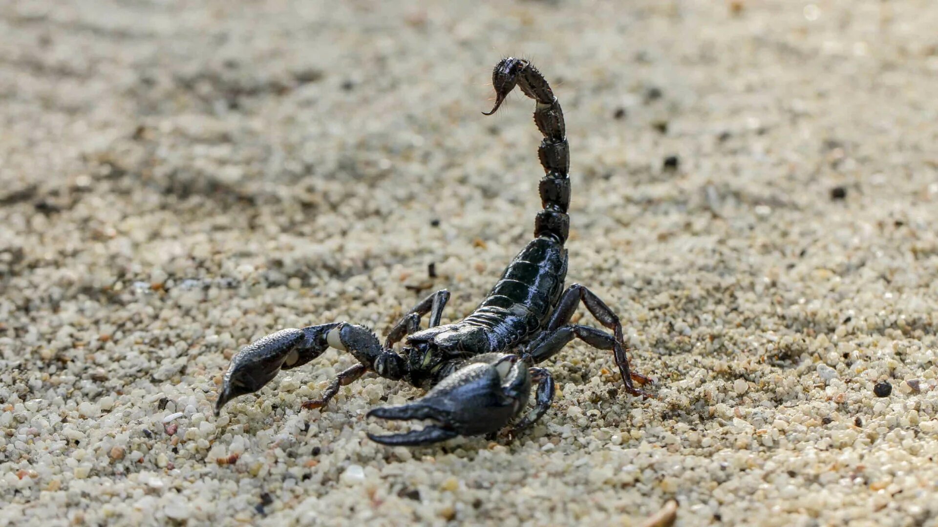 Animals scorpions