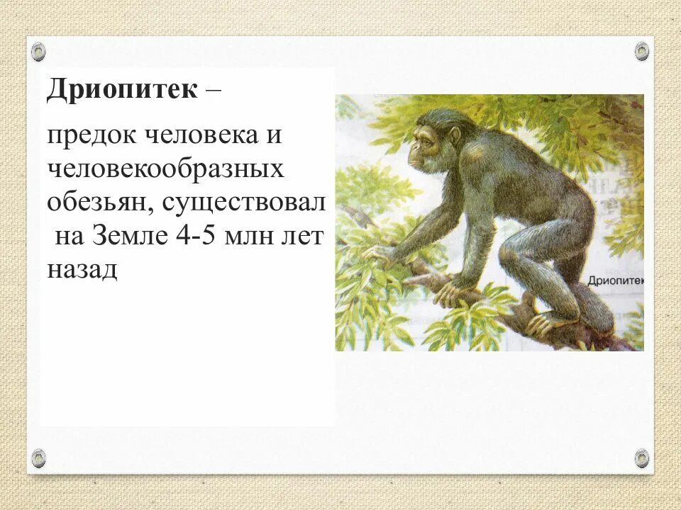 Дриопитеки общие предки. Дриопитеки предки человека. Дриопитек презентация. Предки человека и человекообразных обезьян. Человекообразные обезьяны дриопитек.