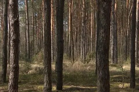 Витебский лес