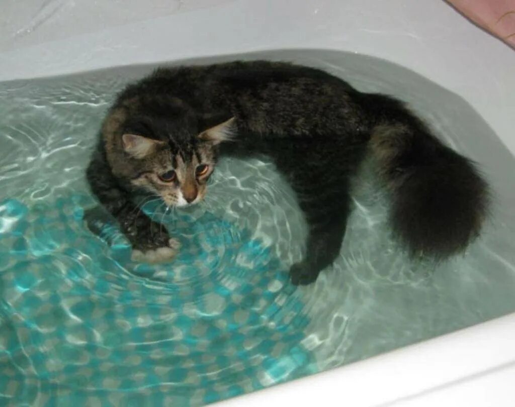 Коты после мытья. Кошка Купае. Кот в ванной. Купание кошки. Кошка в ванне.