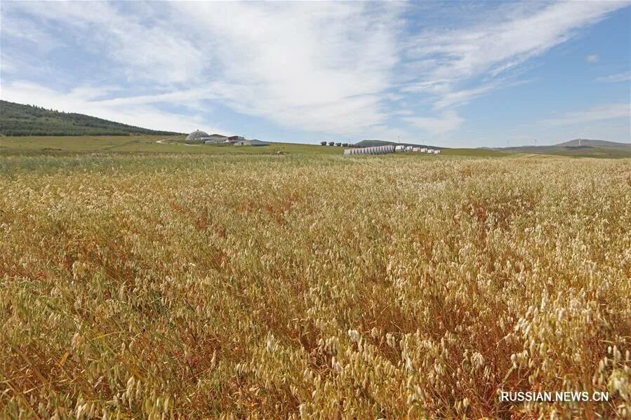 степь пампа аргентина. злаковые степи ставрополь поле. лесостепь пшеница. поле со злаками. ковыль и типчак.
