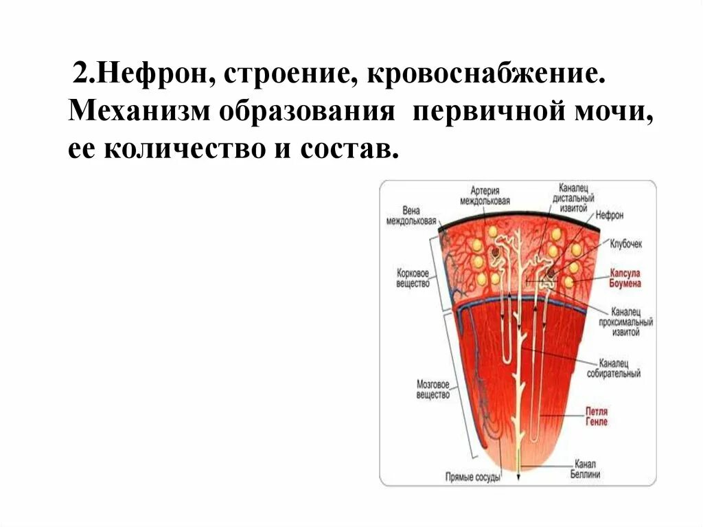 Структура которая образует первичную мочу гистологический препарат