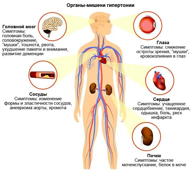 Давление человека симптомы. Органы-мишени при артериальной гипертензии. Органы-мишени при гипертоническом кризе. Органы мишени артериальной гипертонии. Органы мишени при гипертонической.