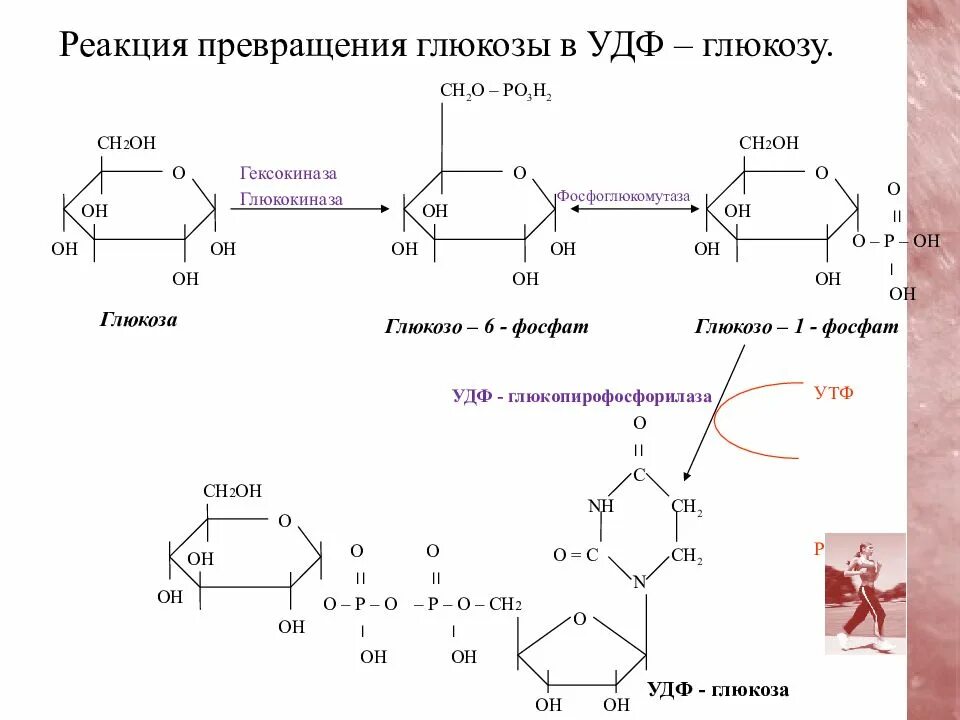 Глюкоза гликоген реакция. Синтез гликогена глюкозо 1 фосфат. Превращение Глюкозы в УДФ глюкозу. УДФ Глюкоза Синтез гликогена. Превращение УДФ-Глюкозы в глюкозо-6фосфат.