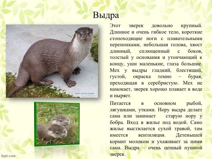 Какая природная зона богата пушным зверем - найдено 88 картинок