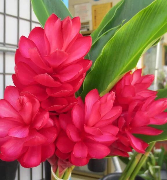 Цветущий имбирь в домашних условиях фото Home Grown Ginger Plants, Growing ginger, Garden