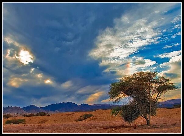 Остров ява дерево анчар. Дерево тенере. Остров ява долина смерти дерево анчар. Анчар дерево. Тополь туранга.