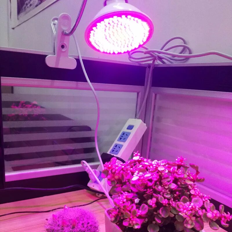 Лампа general 6500k 40 вт для досвечивания рассады. Фитолампа led grow light. Фитолампа led grow light. Фитолампы эра для растений. Кодиеум фитолампы.