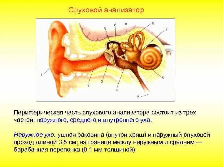 Как работает слуховой анализатор. Слуховой анализатор строение и функции физиология. слуховой анализатор строение уха. строение отделов слухового анализатора. анатомо физиологическое строение слухового анализатора.