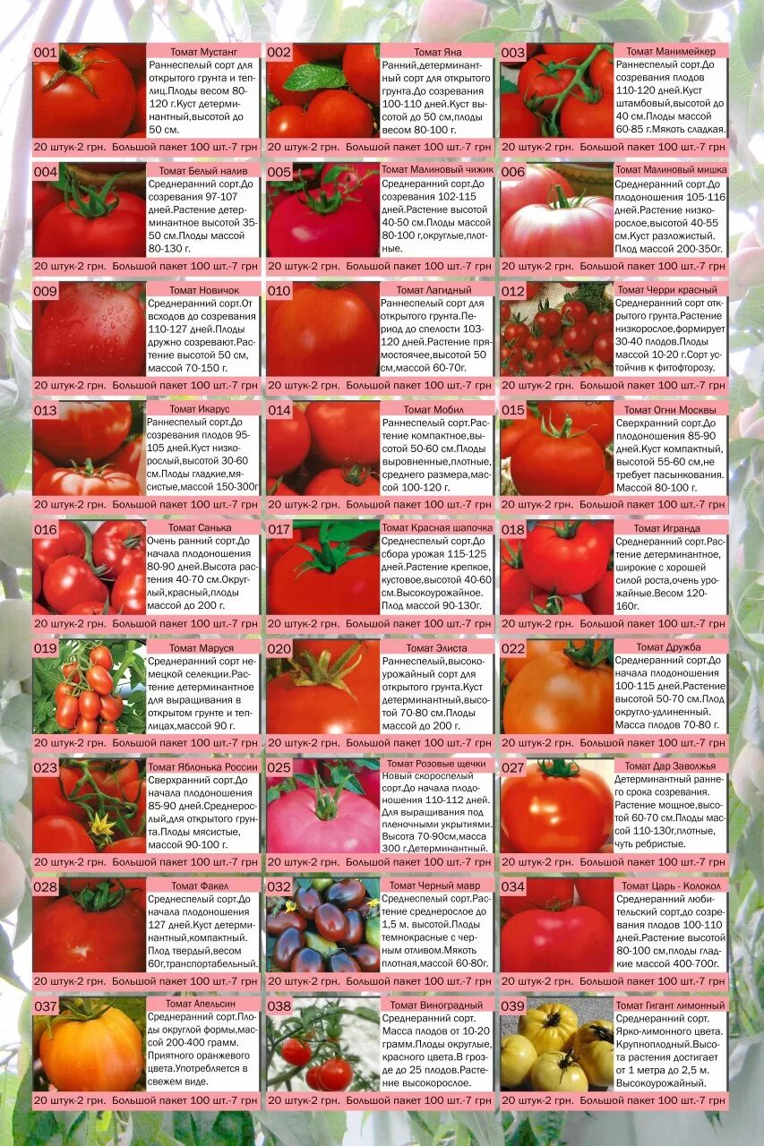 Семена томатов для теплиц открытый грунт.. Таблица томатов по срокам созревания. Таблица сортов помидоров. Таблица посаженных сортов томатов.