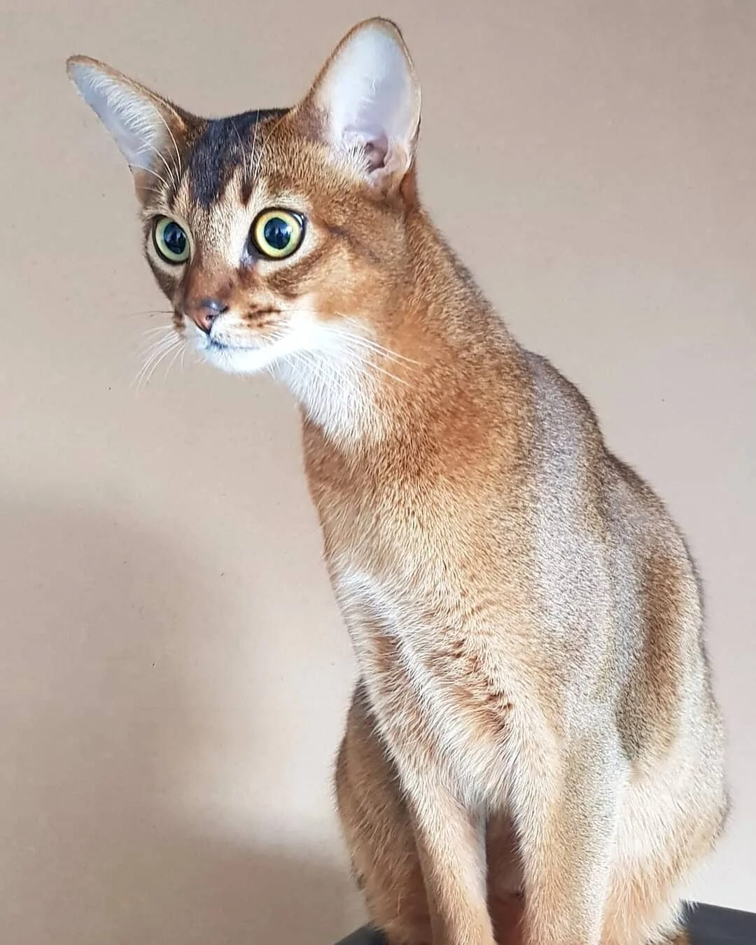 Фотографии абиссинскую породу. Абиссинская кошка. Кот породы абиссинец. Абиссинская кошка пятнистая. Абиссинская порода кошек Абиссинская.