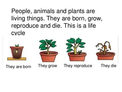 Rare plants перевод