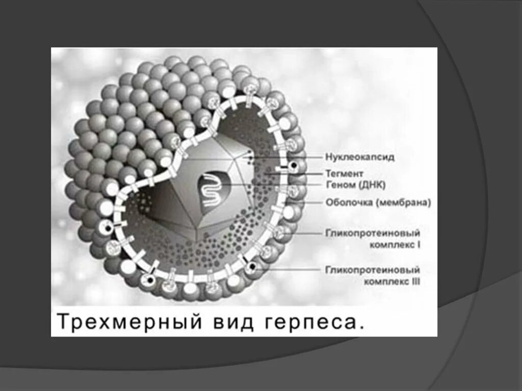 Строение герпеса. Строение вируса нуклеокапсид. геном вируса герпеса. вирион капсид. днк віруси.