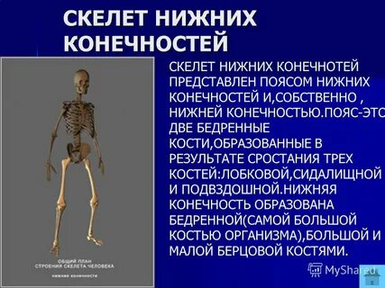 Система скелета