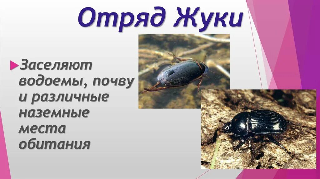 Жук-плавунец окаймленный. Жуки жесткокрылые среда обитания. Священный жук скарабей. Жужелица садовая обыкновенная. Жук навозник.