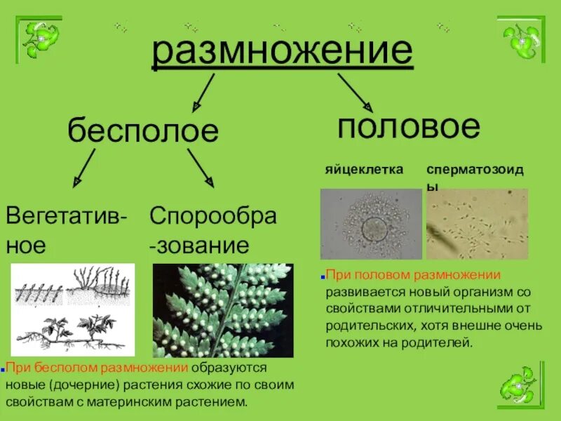 Бесполое и половое поколение растений. Бесполое размножение растений. Растения размножающиеся бесполым путем. Половое и бесполое размножение растений. Бесполое размножение растений примеры.