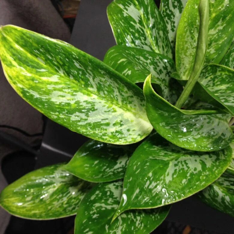 Аглаонема изменчивая и мария. Аглаонема кутласс грин леди. Аглаонема блестящая. Аглаонема зеленая сорта. Аглаонема маранта.