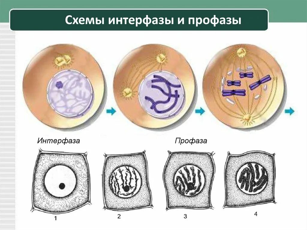 Интерфаза g1. Схема стадии интерфазы. Интерфаза 1 этап. Интерфаза схема клетки и процессы. 3 этапа интерфазы