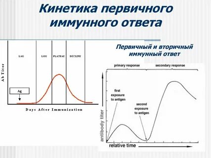 При первичном иммунном ответе вырабатываются