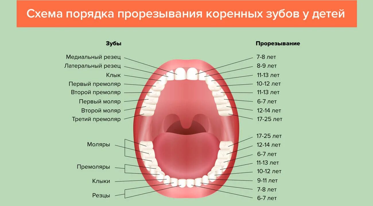 Прорезывание 8 зуба у детей. Молочные зубы порядок прорезывания. Зубы у ребенка порядок прорезывания сроки коренные. Схема прорезывания постоянных зубов. Схема прорезывания коренных зубов.