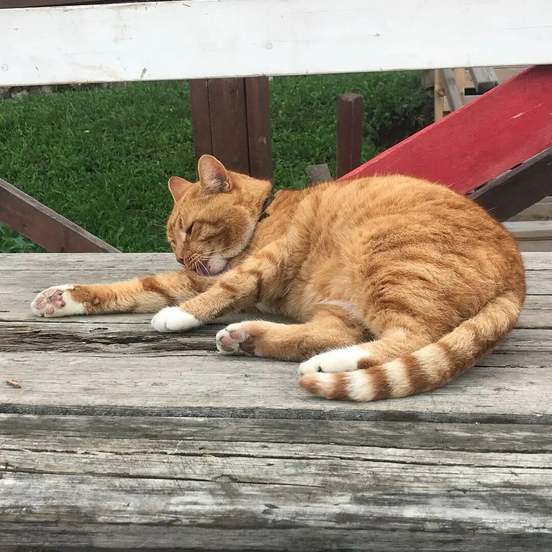 Коты выборга. Коты выборга