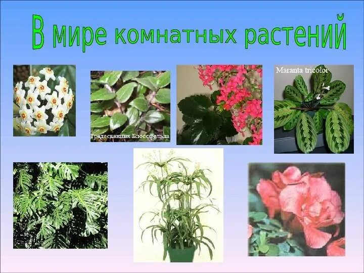 Название растений из двух слов. Комнатные растения цветы. Комнатные растения в классе. Комнатные растения названия. Комнатные растения слайд.