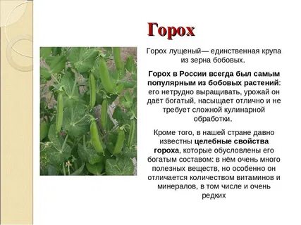 Описание гороха