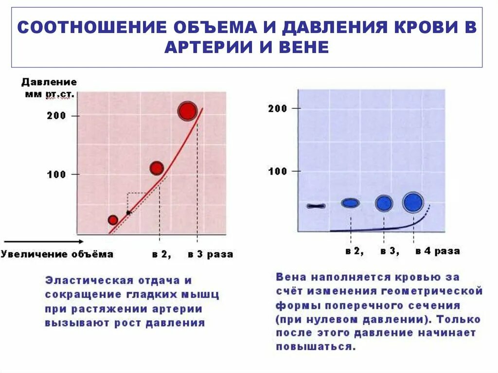 Падение давления крови. Скорость крови в Вене. Соотношение объема и давления крови в артериях. Скорость крови в сосудах. Взаимосвязь давления и объема.