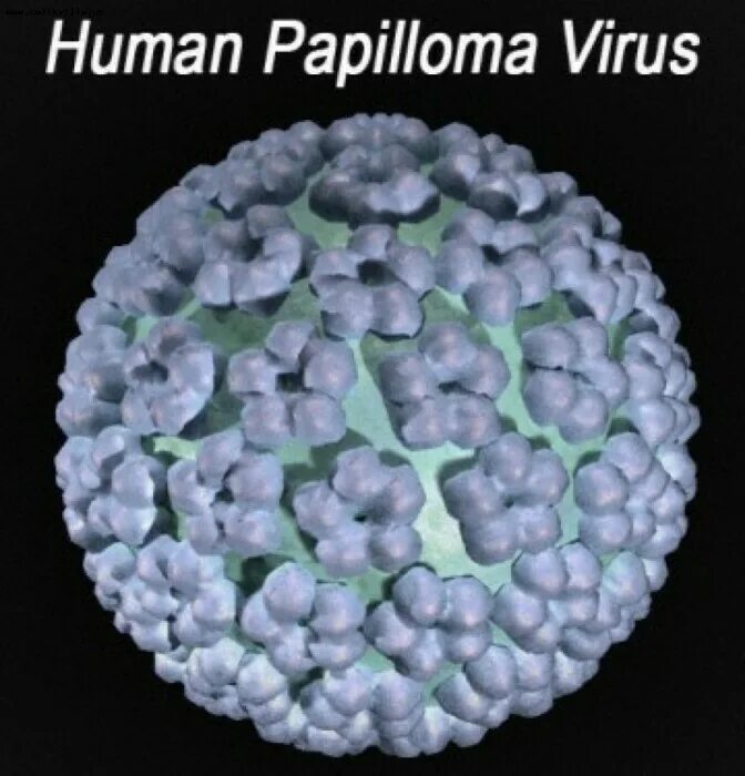 Papilloma virus