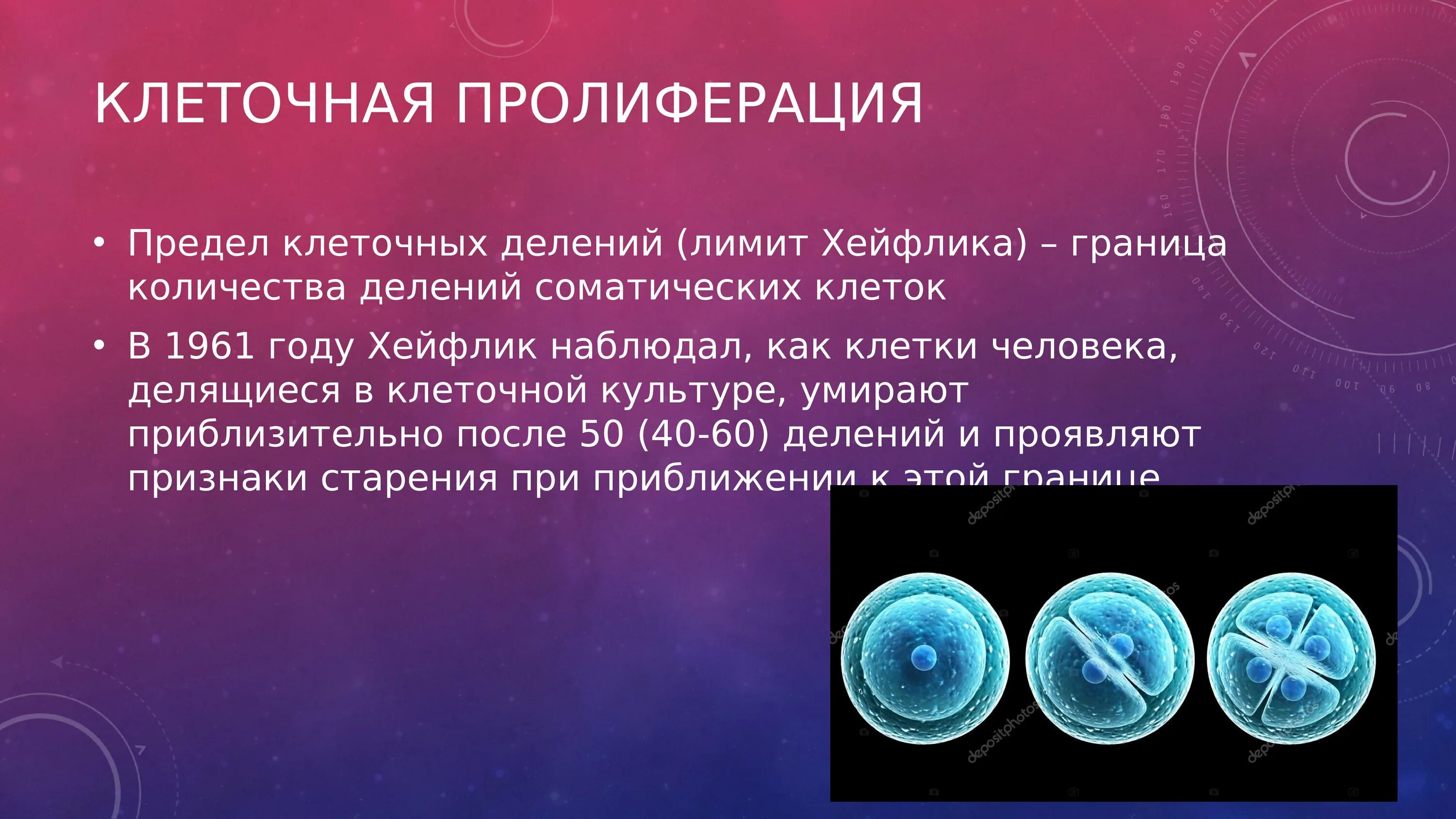 Пролиферация это простыми словами. Клеточная пролиферация. Пролиферация клеток это деление. Клетки обеспечивающие пролиферацию. Типы клеточной пролиферации.