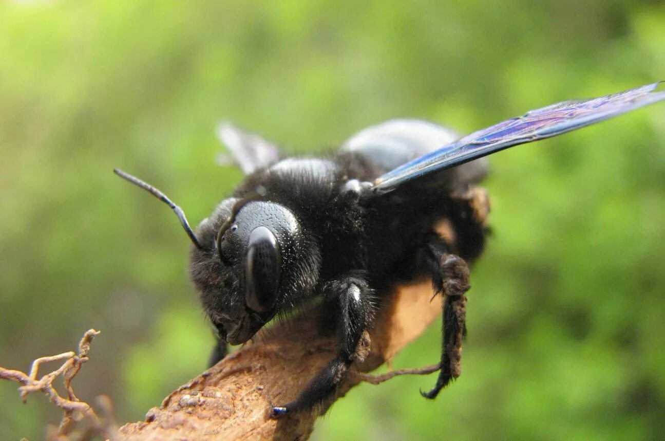 Черное насекомое похожее. Пчела-плотник Xylocopa Valga. Шмель плотник ксилокопа. Шмель-плотник фиолетовый( Xylocopa violacea ). Шершень Дыбовского черный.