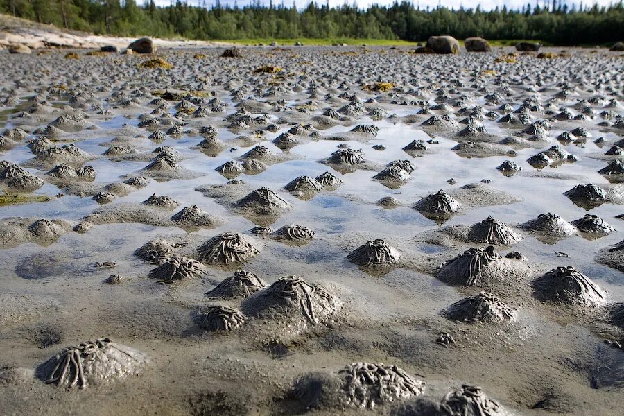 Черви в песке. Морской червь пескожил белого моря. Червь пескожил белое море.