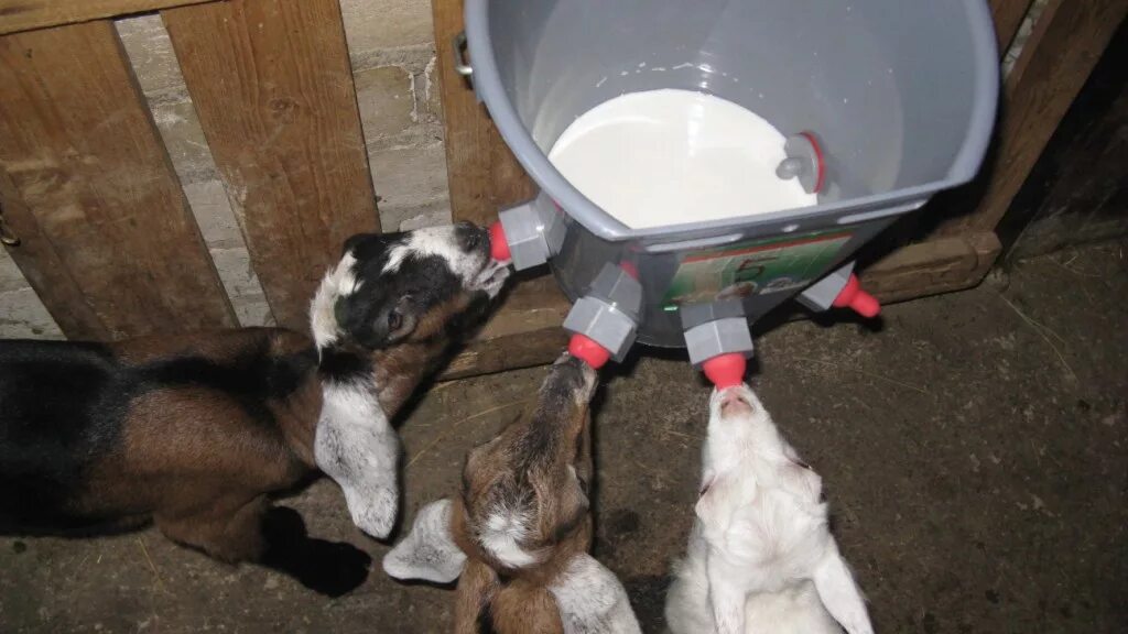 Сколько давать молоко козлятам. Ведро для выпойки ягнят и козлят. Поилка для коз. Искусственное вскармливание козлят. Ведро поилка для телят.