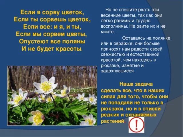 Можно ли рвать цветы. Первоцветы информация для родителей. листовки по первоцветам. стих на тему берегите растения. буклет по первоцветам.