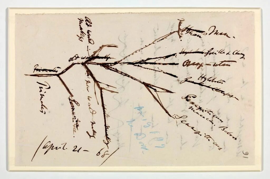 Дарвин деревья. Survival of the fittest darwin. Дарвин деревья. Постеры биология. Дарвин деревья.
