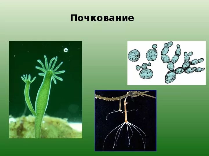 Почкование у животных примеры. Почкование у животных примеры