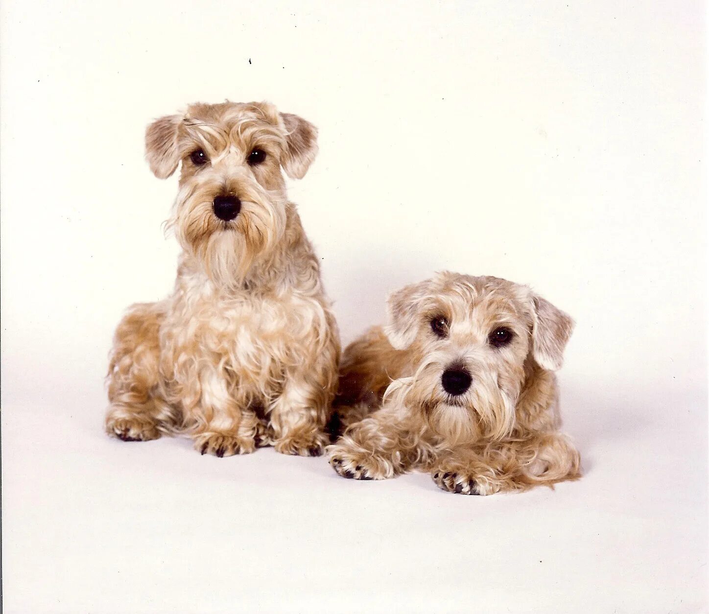 Уотерсайдский терьер. Клуб терьер. Скотч терьер робсон. Породы собаки джек рассел коричневого цвета. Скайтерьер.