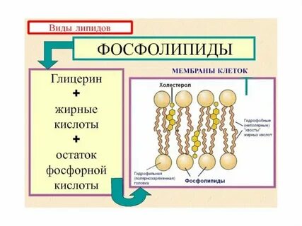 Липиды атомы