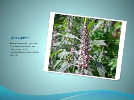 Как влияет пустырник