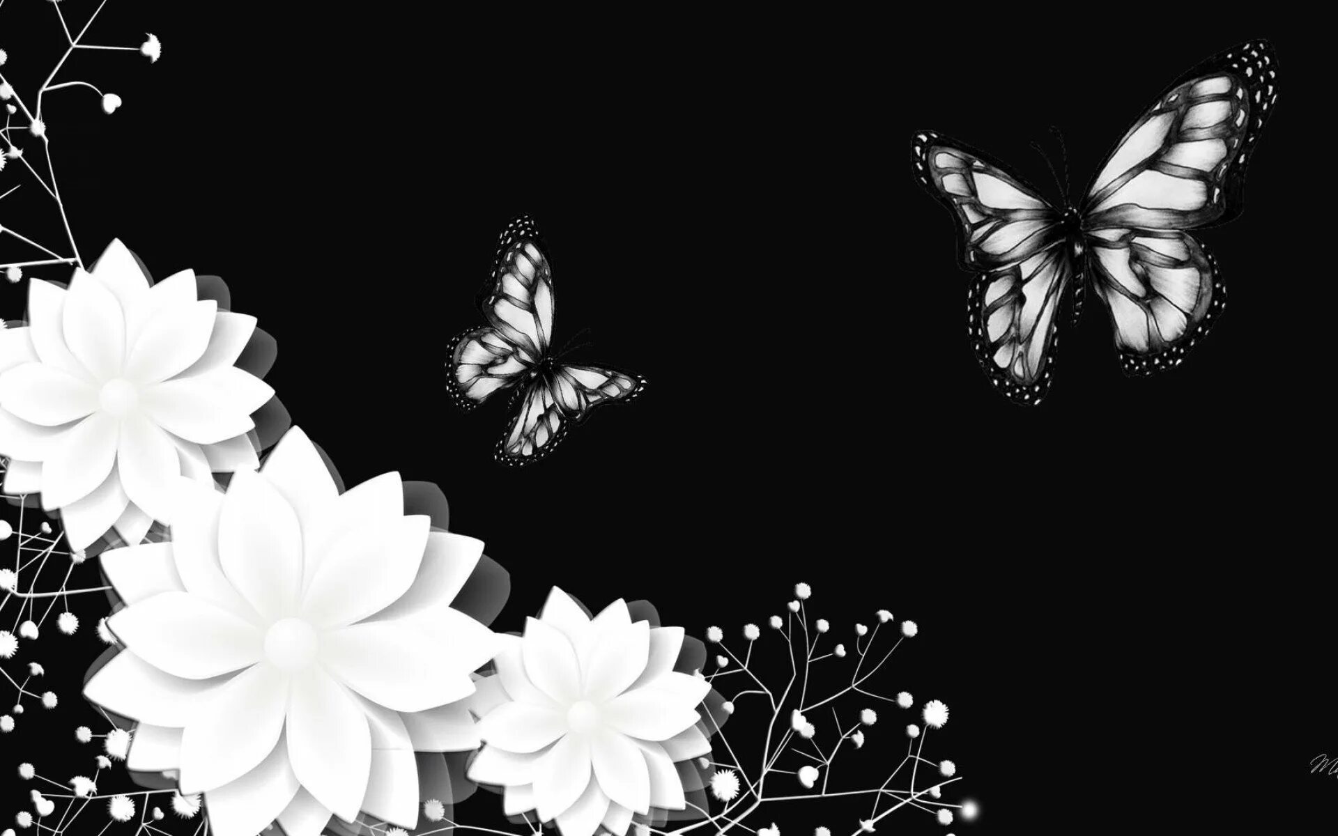 Изображения на черном фоне. Цветы на черном фоне. Красивые цветы на черном фоне. Бабочки на черном фоне. Бабочка на темном фоне.