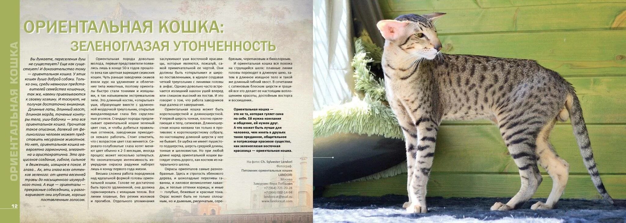 Содержание больших кошек. Вес ориентального кота. ориентальный кот стандарт. порода кошек ориентал характер. ориентальный кот характеристика.