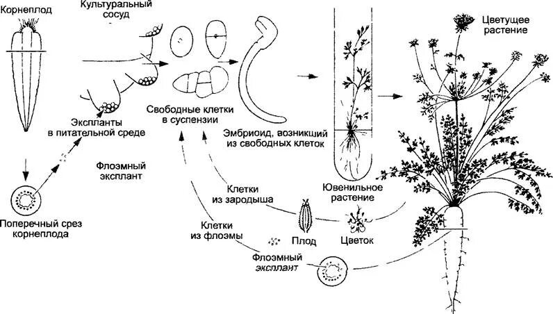 Процессы физиологии растений. Что такое физиология растений в биологии. физиология растений схема. эмбриогенез растений схема. физиология высших растений.