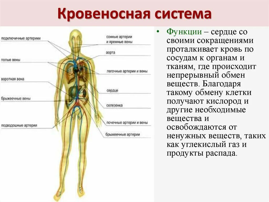 Кровеносная система человека органы и функции. Органы кровеносной системы и функции системы.. Строение и функции кровеносной системы. Функции кровеносной системы человека таблица.