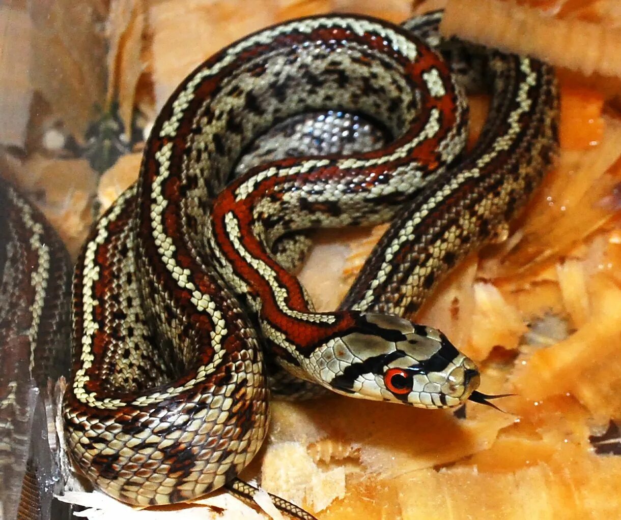 Желтобрюхий полоз (dolichophis caspius). Четырехполосый лазающий полоз. Змеи маисовый полоз. Полос змей ядовитый. Палласов полоз.