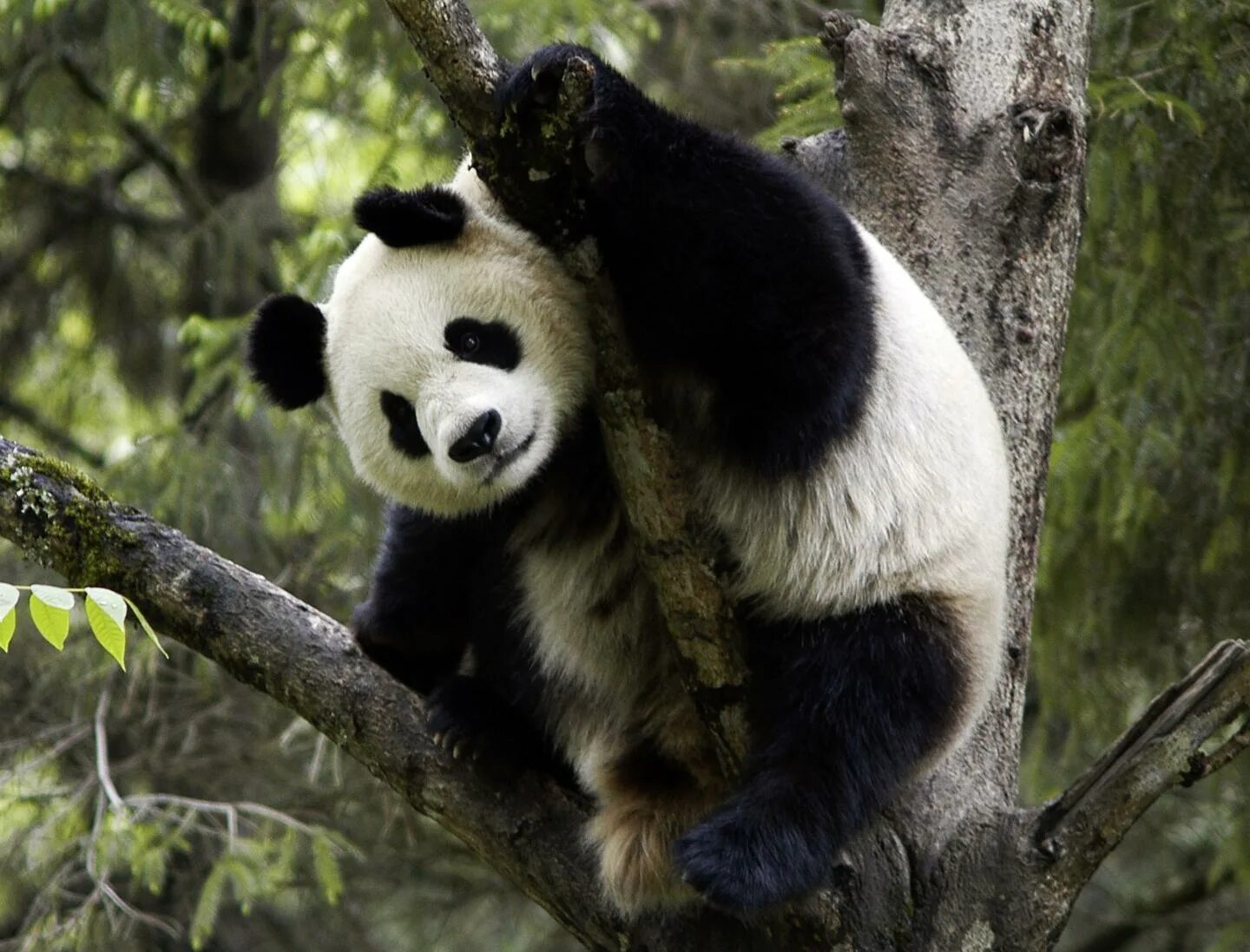 Pandas hour
