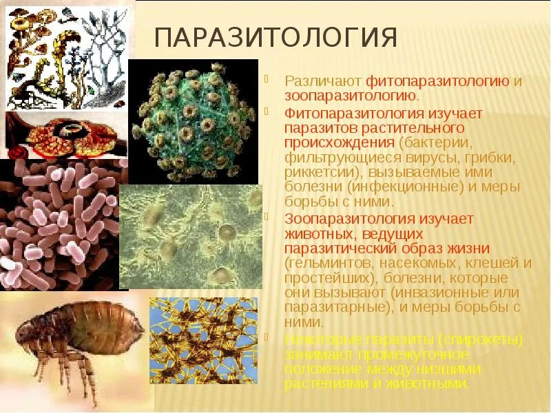 Паразитический образ. Паразитология презентация. Изучение паразитологии. Паразитизм это в биологии кратко. Паразитизм примеры растений.