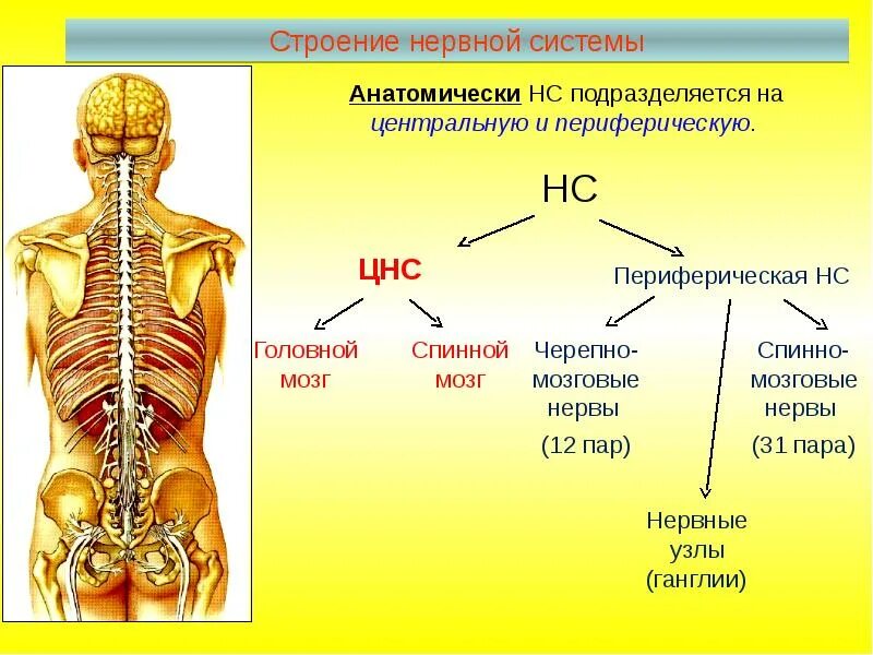 Обобщение по теме нервная система. Периферическая нервная система анатомия. строение нервной системы человека. строение центральной нервной системы. структура нервной системы человека.